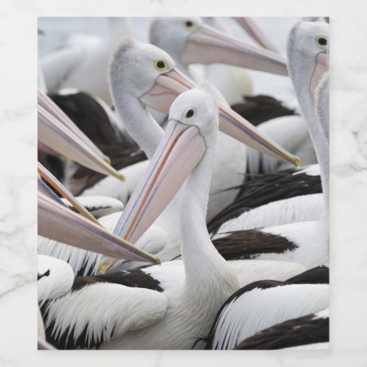 Pelican Pod Weinetikett (Einzelnes Label)