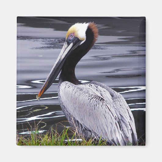 Pelican Poser Magnet (Vorne)