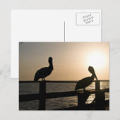 Pelican Post Card Postkarte (Vorne/Hinten)