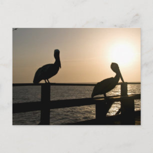 Pelican Post Card Postkarte
