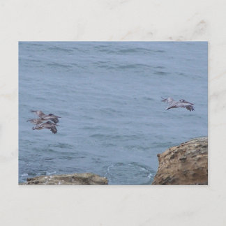 Pelican Postcard Postkarte