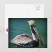 Pelican Postcard Postkarte (Vorne/Hinten)