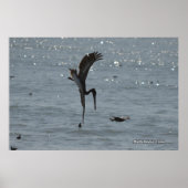 Pelican Poster (Vorne)