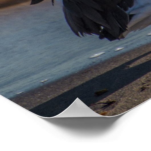 Pelican Poster (Ecke)