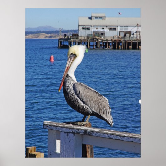 Pelican Print Poster (Vorne)