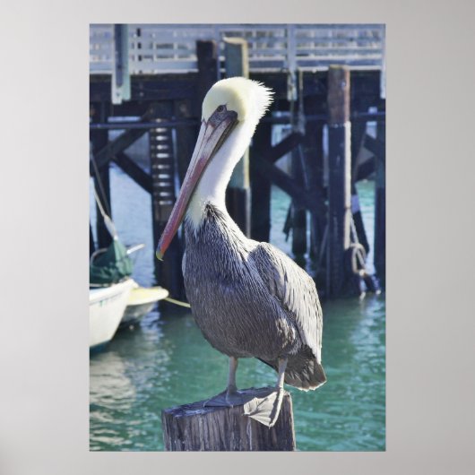 Pelican Print Poster (Vorne)