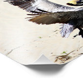 Pelican Print, Wall Art, Geschenke, Beach Birds Fotodruck (Ecke)