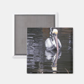 Pelican Reflection Magnet (Vorderseite/Rückseite)
