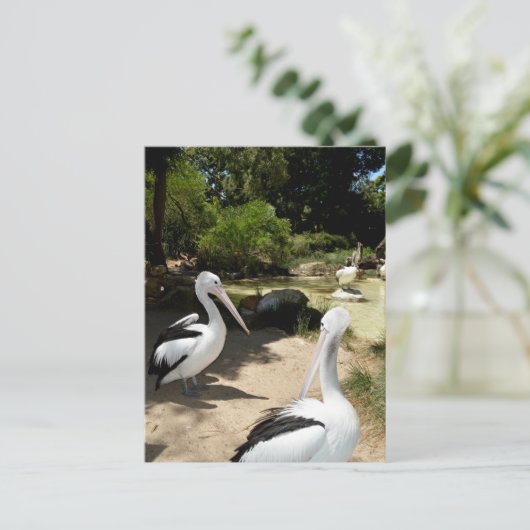 Pelican Sanctuary, Postcard Postkarte (Stehend Vorderseite)
