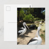 Pelican Sanctuary, Postcard Postkarte (Vorne/Hinten)