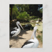 Pelican Sanctuary, Postcard Postkarte (Vorderseite)
