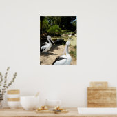 Pelican Sanctuary, Poster (Küche)