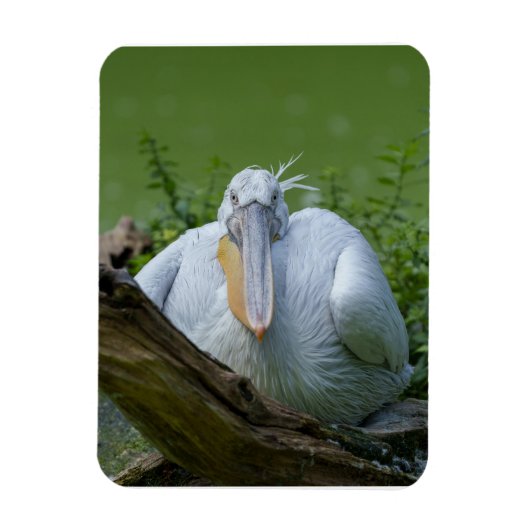 Pelican Serenity Ein faszinierender Blick Magnet (Vertikal)