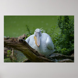 Pelican Serenity Ein faszinierender Blick Poster