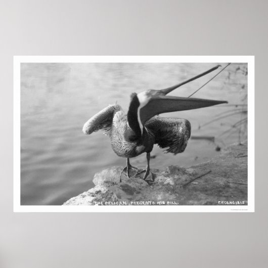 Pelican Showing Off Alaska 1918 Poster (Vorne)