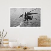 Pelican Showing Off Alaska 1918 Poster (Küche)