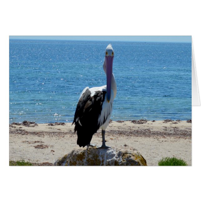 Pelican Stare Down (Vorderseite (Horizontal))
