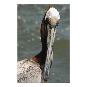 Pelican starrt mich an fotodruck