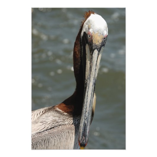 Pelican starrt mich an fotodruck (Vorne)