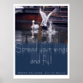 Pelican Start Poster (Vorne)