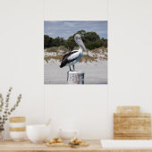 Pelican Stehend auf Post am Sandy Beach Poster (Küche)