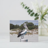 Pelican Stehend auf Post am Sandy Beach Postkarte (Stehend Vorderseite)