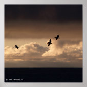 Pelican Sunset Poster (Vorne)