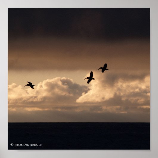 Pelican Sunset Poster (Vorne)