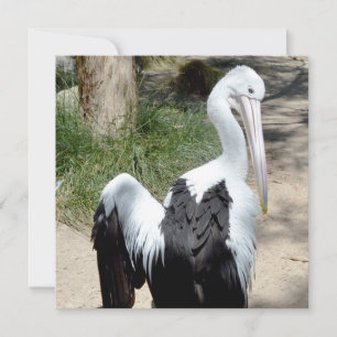 Pelican Time To Prepaid, Flachkarte