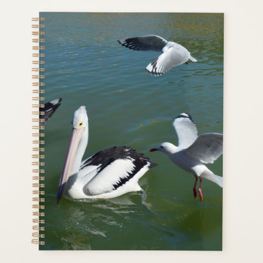Pelican und die Gate Crashers, Planer (Vorderseite)