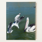 Pelican und die Gate Crashers, Planer (Rückseite)