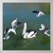 Pelican und die Gate Crashers, Poster (Vorne)