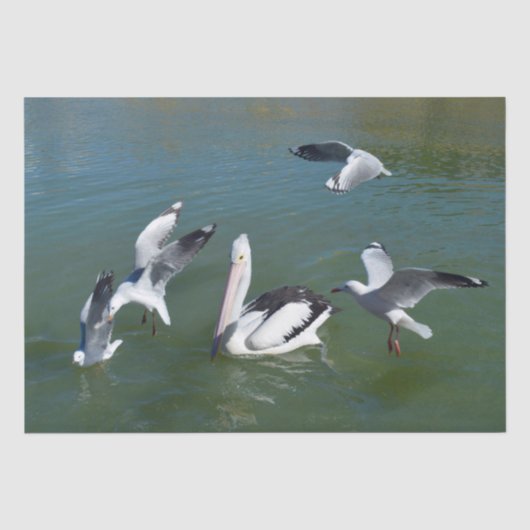 Pelican und die Gate Crashers, Seidenpapier (Vorderseite)