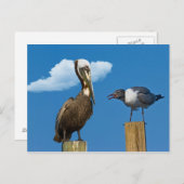 Pelican und Gull Postcard Postkarte (Vorne/Hinten)