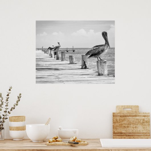 Pelicans Poster (Küche)