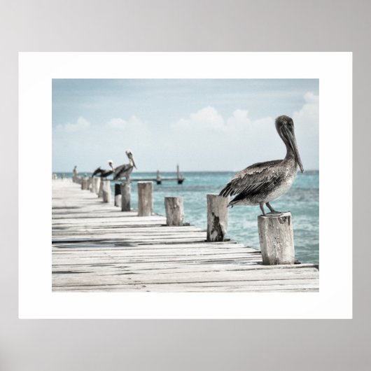 Pelicans Poster (Vorne)
