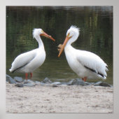 Pelicans Poster Print (Vorne)