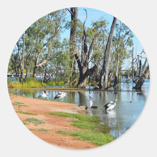 Pelicans Sunbaking Fluss Murray Australia Stickers (Vorderseite)