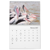 Pelicans Wall Calendar Kalender (Feb 2027)