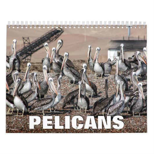 Pelicans Wall Calendar Kalender (Titelbild)