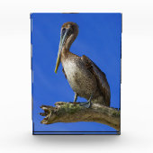 Pelikan an der Extremität Fotoblock (Vorderseite)