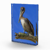 Pelikan an der Extremität Fotoblock (Rechts)