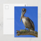Pelikan an der Extremität Postkarte (Vorne/Hinten)