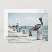 Pelikan an der Küste Postkarte (Vorne/Hinten)