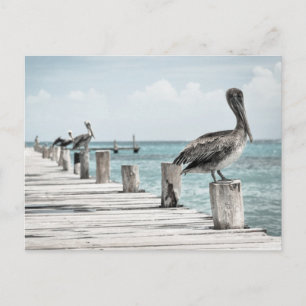 Pelikan an der Küste Postkarte