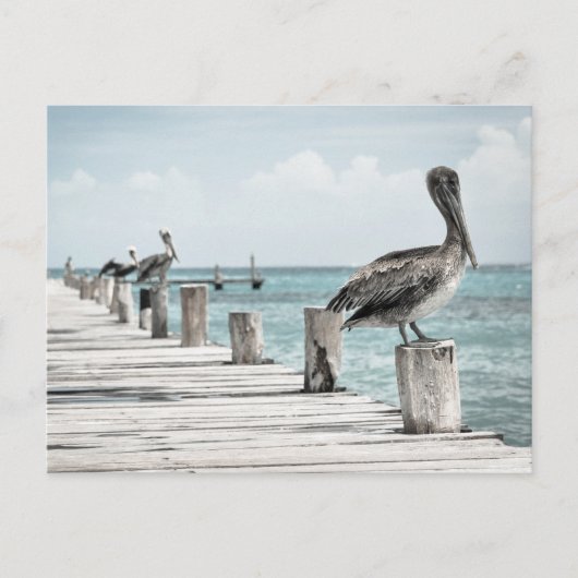 Pelikan an der Küste Postkarte (Vorderseite)