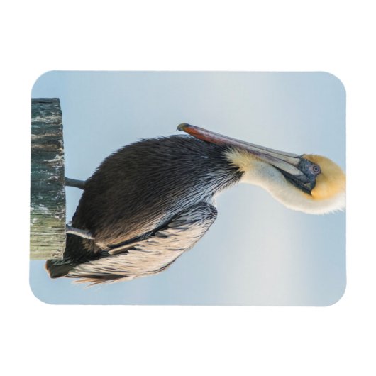 Pelikan auf Pylon Magnet (Horizontal)