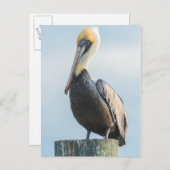 Pelikan auf Pylon Postkarte (Vorne/Hinten)