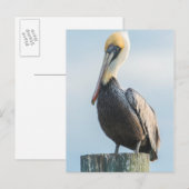 Pelikan auf Pylon sitzend Postkarte (Vorne/Hinten)