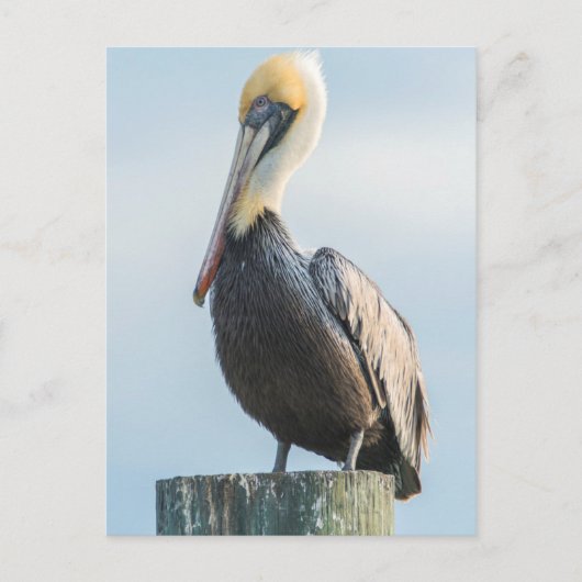 Pelikan auf Pylon sitzend Postkarte (Vorderseite)